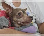 Small #1 Chihuahua