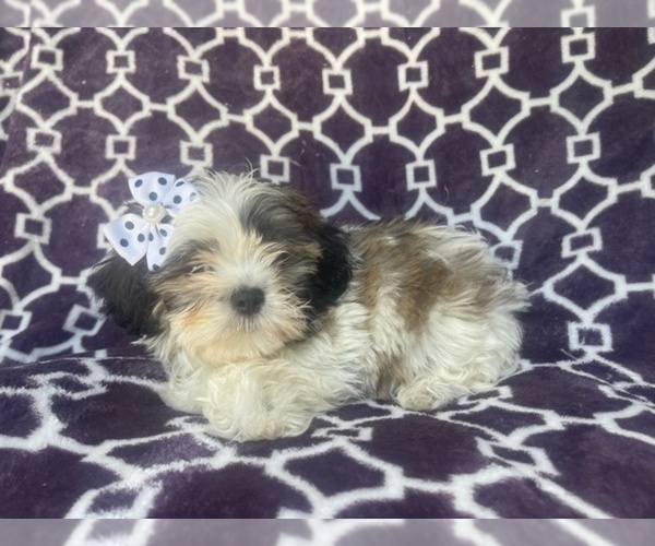 Medium Photo #9 Zuchon Puppy For Sale in LAKELAND, FL, USA