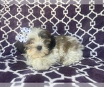 Small Photo #9 Zuchon Puppy For Sale in LAKELAND, FL, USA