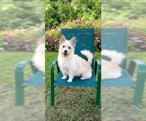 Wanda - Female Mutt Dog for Adoption - Photo #9