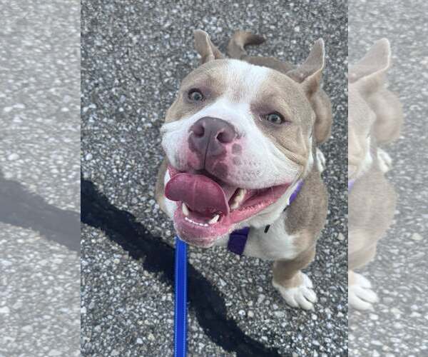 Medium Photo #3 Mutt Puppy For Sale in Waterloo, IA, USA