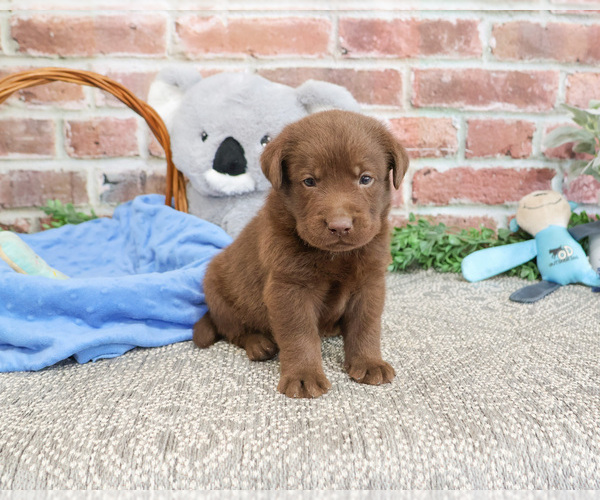 Medium Photo #2 Labrador Retriever Puppy For Sale in SYRACUSE, IN, USA