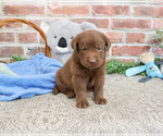 Small #1 Labrador Retriever
