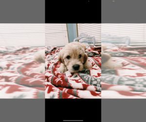Goldendoodle Puppy for sale in MORENO VALLEY, CA, USA