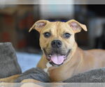 Small #5 Bullboxer Pit