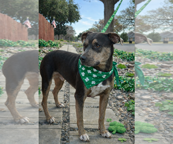 Medium Photo #4 Mutt Puppy For Sale in Euless, TX, USA