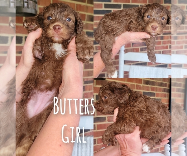 Medium Photo #1 Aussiedoodle Puppy For Sale in CATAWBA, SC, USA