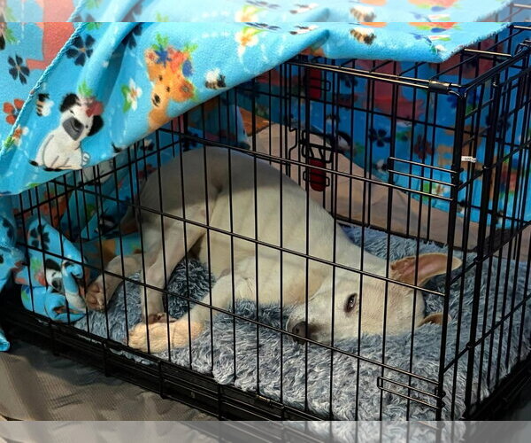 Medium Photo #4 Labsky Puppy For Sale in Jackson, MS, USA