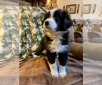 Small Photo #9 Australian Shepherd Puppy For Sale in HENDERSON, NC, USA