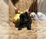 Small Photo #1 Shih Tzu Puppy For Sale in MILTON, FL, USA