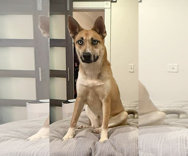 Medium Photo #2 Mutt Puppy For Sale in Westwood, NJ, USA