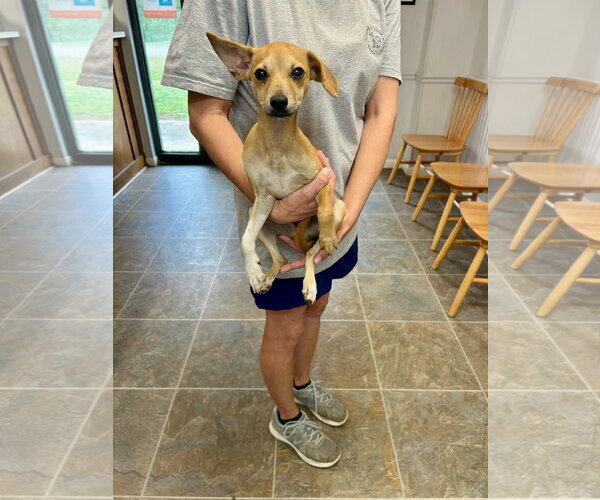 Medium Photo #1 Feist Terrier-Unknown Mix Puppy For Sale in Monticello, MS, USA