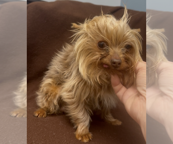 Medium Photo #5 Mutt Puppy For Sale in Weston, FL, USA