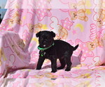 Small Photo #8 Pug-A-Poo Puppy For Sale in MECHANICSVILLE, MD, USA