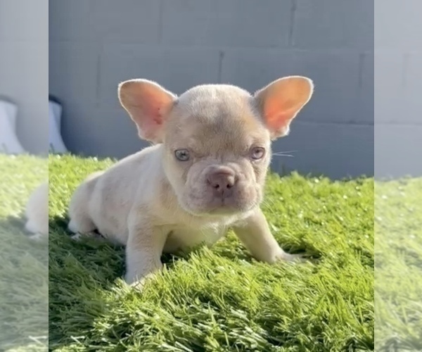 Medium Photo #1 French Bulldog Puppy For Sale in SAN MATEO, CA, USA