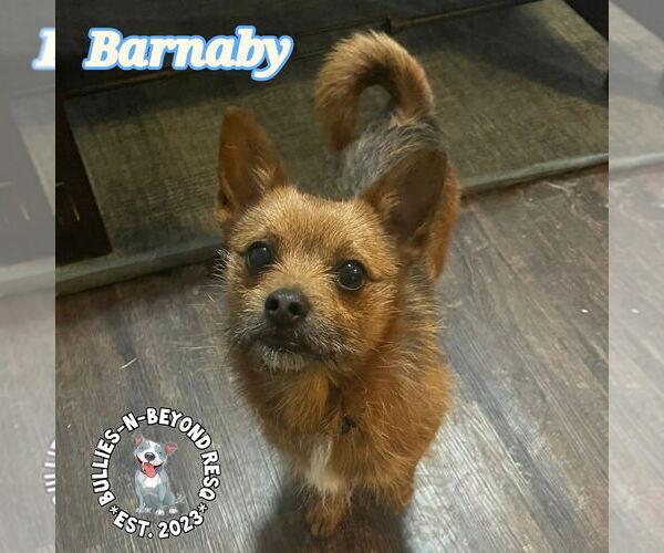 Medium Photo #1 Chiweenie Puppy For Sale in Omaha, NE, USA