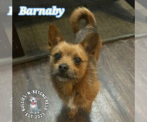 Chiweenie Dogs for adoption in Omaha, NE, USA