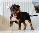 Small #1 Beagle-Mutt Mix