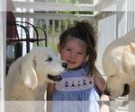 Small Photo #32 English Cream Golden Retriever Puppy For Sale in RINGGOLD, GA, USA