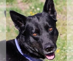 Akita-Border Collie Mix Dogs for adoption in Kansas City, MO, USA