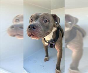 American Pit Bull Terrier Dogs for adoption in Houston, TX, USA