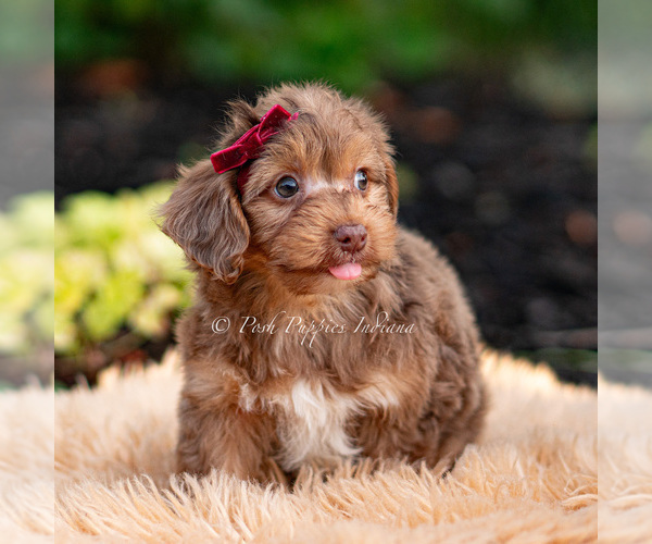 Medium Photo #1 Yorkipoo Puppy For Sale in WARSAW, IN, USA