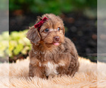 Puppy Willywonka Yorkipoo