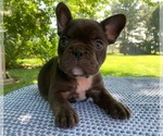 Puppy Belle French Bulldog