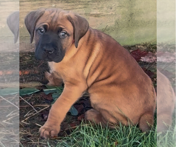 Medium Photo #3 Cane Corso Puppy For Sale in MARION, OH, USA