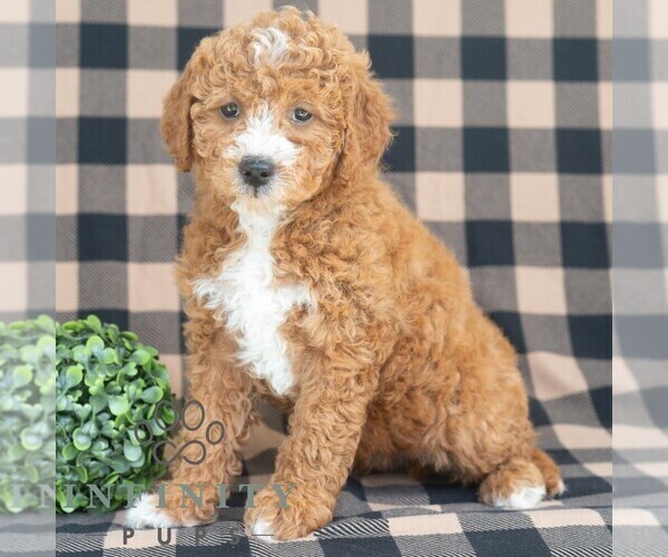 Medium Photo #5 Goldendoodle (Miniature) Puppy For Sale in DORNSIFE, PA, USA