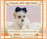Image preview for Ad Listing. Nickname: Orlando