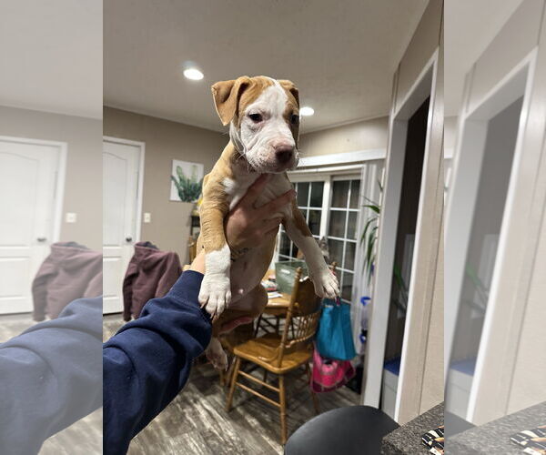 Medium Photo #1 American Staffordshire Terrier-Unknown Mix Puppy For Sale in Holly Springs, NC, USA