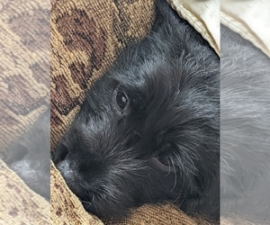 Labrador Retriever-Wirehaired Pointing Griffon Mix Puppy for sale in MIDDLEBURY, IN, USA