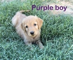 Small #3 Golden Retriever