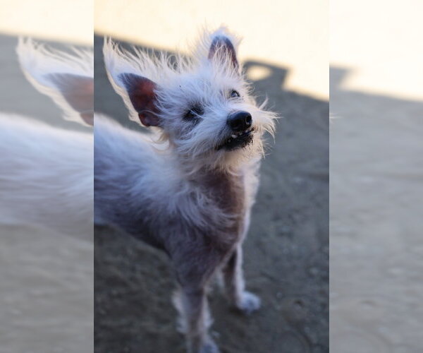 Medium Photo #1 Mutt Puppy For Sale in Studio City, CA, USA