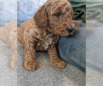 Small Photo #8 Goldendoodle Puppy For Sale in ATLANTA, GA, USA