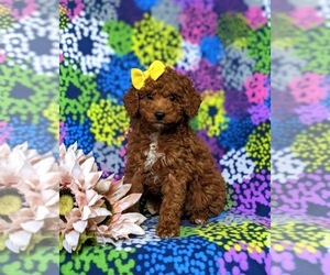 Poodle (Toy) Puppy for sale in GLEN ROCK, PA, USA