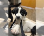 Small #3 German Shorthaired Pointer-Great Pyrenees Mix