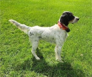 Father of the English Setter puppies born on 06/03/2026