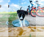 Small Collie