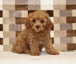 Image preview for Ad Listing. Nickname: Donny