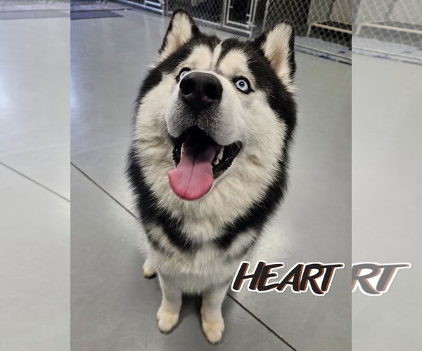 Medium Photo #3 Siberian Husky Puppy For Sale in Severn, MD, USA