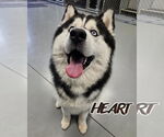 Small #2 Siberian Husky