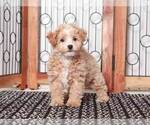 Small #3 Maltipoo