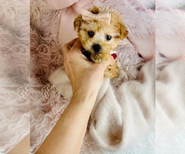 Medium Photo #5 Maltipoo (Toy) Puppy For Sale in JACKSONVILLE, FL, USA