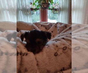 Yorkshire Terrier Puppy for sale in LE ROY, KS, USA