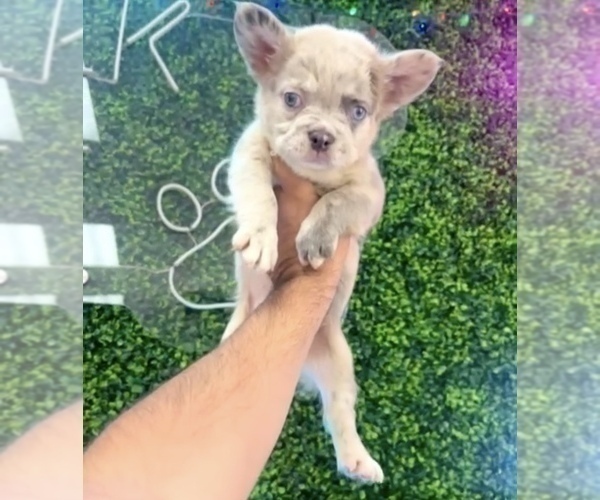 Medium Photo #6 French Bulldog Puppy For Sale in HOUSTON, TX, USA