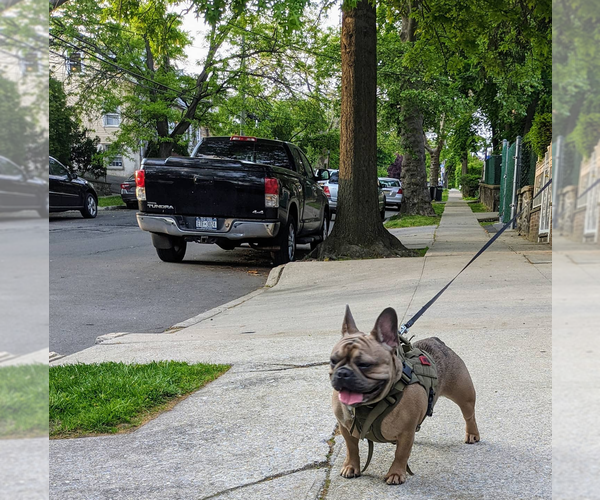 Medium Photo #1 French Bulldog Puppy For Sale in MOUNT VERNON, NY, USA