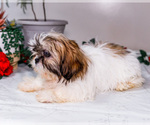 Small #5 Shih Tzu