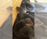 Small #1 Rottweiler